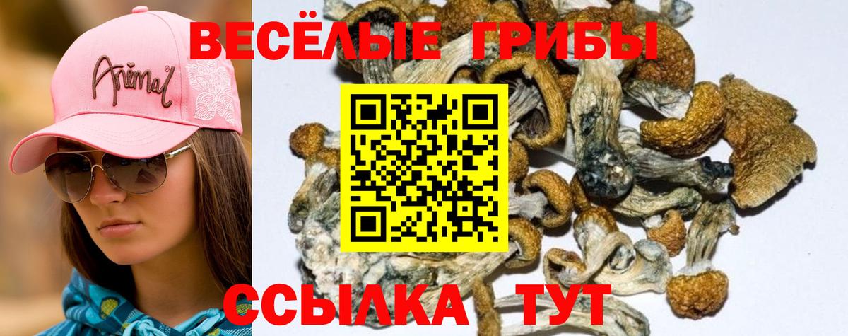 Псилоцибиновые грибы GOLDEN TEACHER Саянск